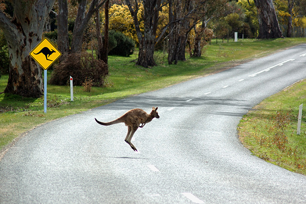 Kangaroo hopping on road
