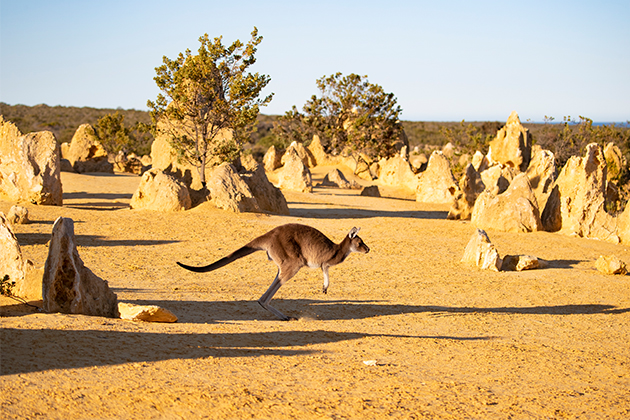 Image of a kangaroo at the Pinnacles