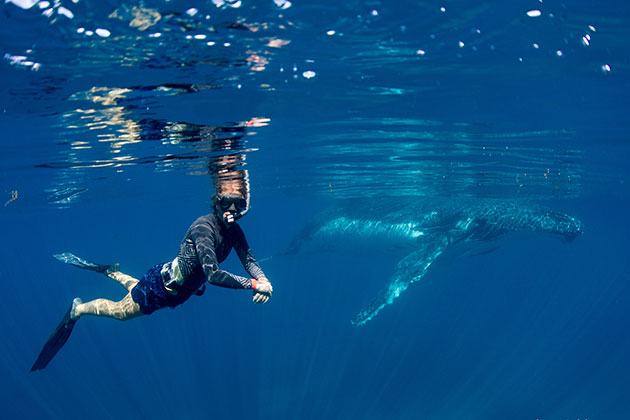 Man swimming with humpback whale