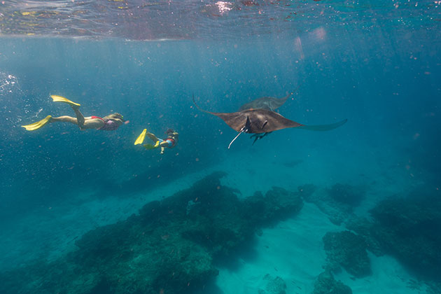 Swimmers alongside manta rays