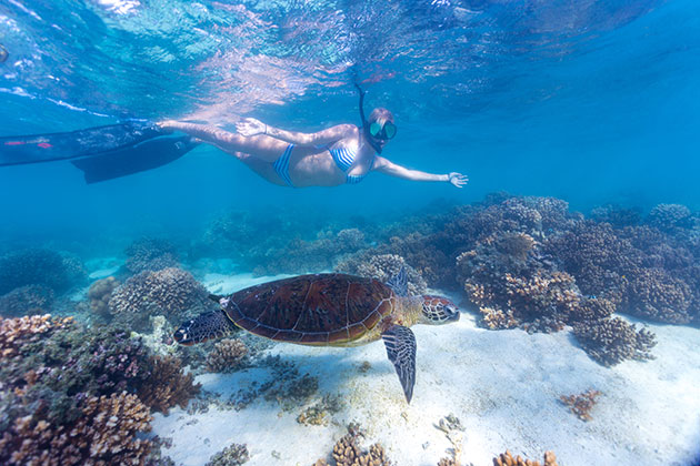 Woman swimming with turtle