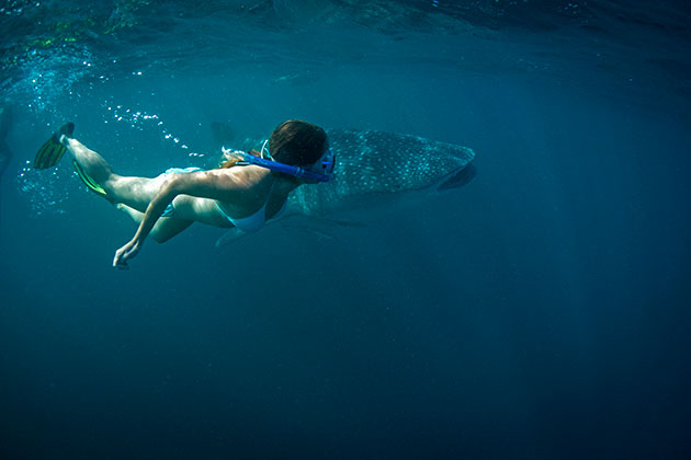 Woman swimming with whale shark