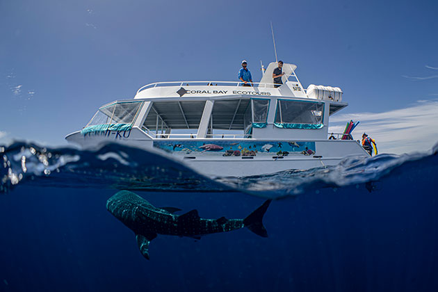 Whale shark swimming under a boat