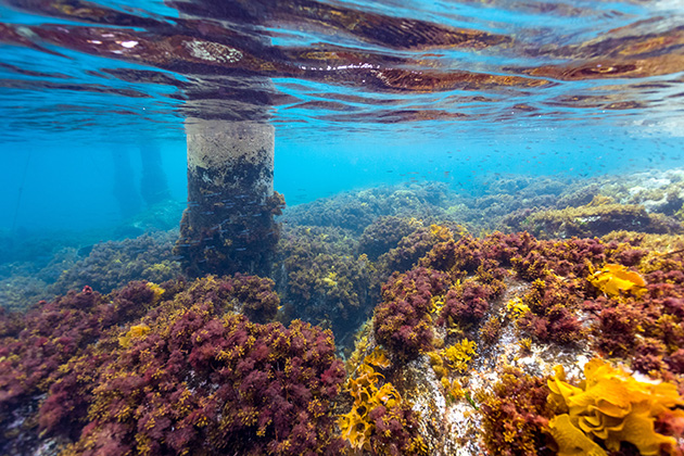 Reef near a jetty pillar