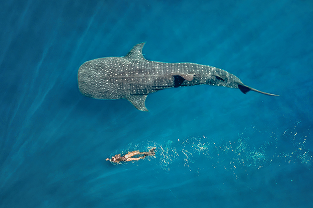 Image of a woman swimming with a whale shark