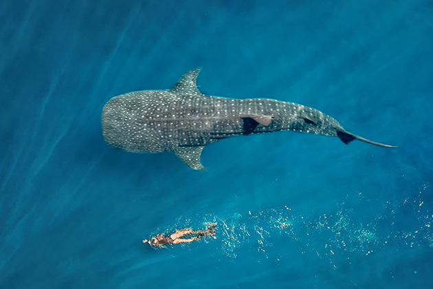 Woman swimming with whale shark