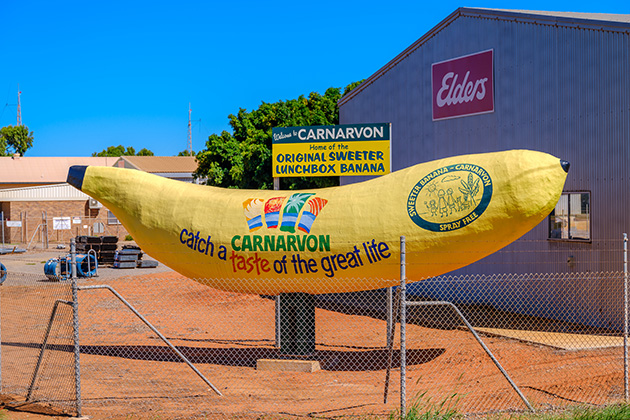 Big banana