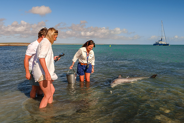 People feeding a dolphin