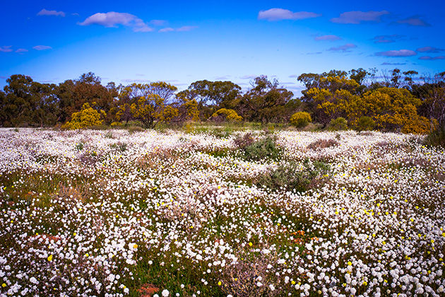Field of wildflowers