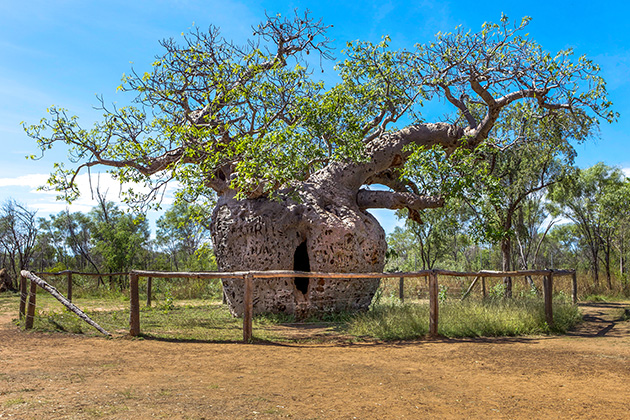 Giant boab tree