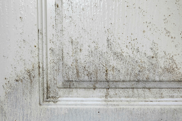 Combination of mould and mildew on wall