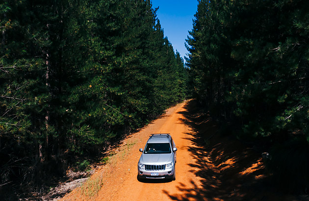 Car driving through forest