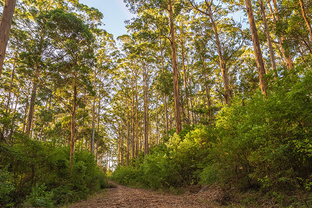 Forest of karri trees