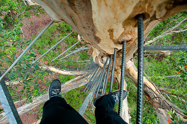 Person climbing tree