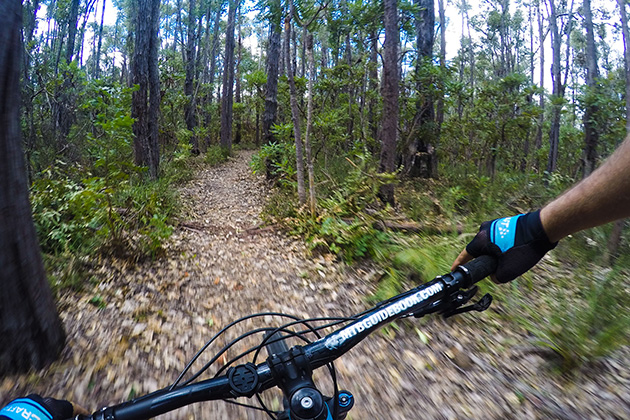 Person riding mountain bike in forest