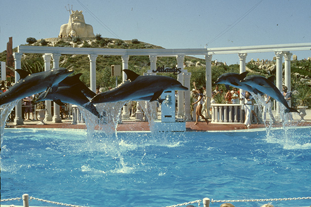 Dolphins jumping out of the water in marine park