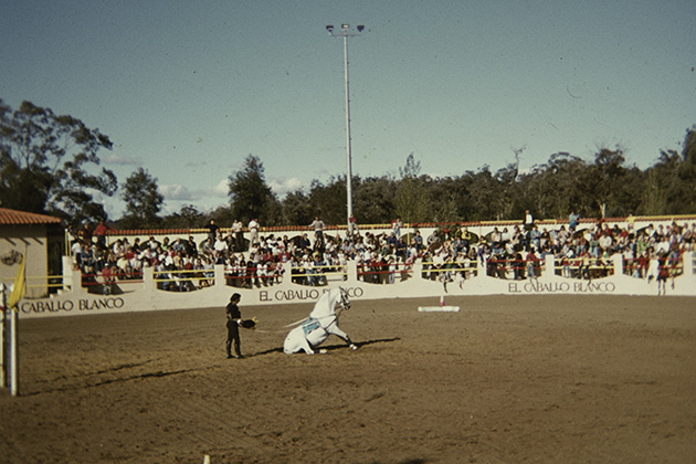 Horse performing in middle of a ring