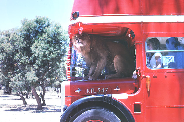 Lion sitting in red double decker bus