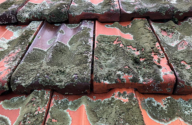 Moss and lichen on a roof tile