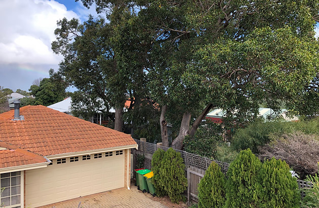 Trees near a roof gutter