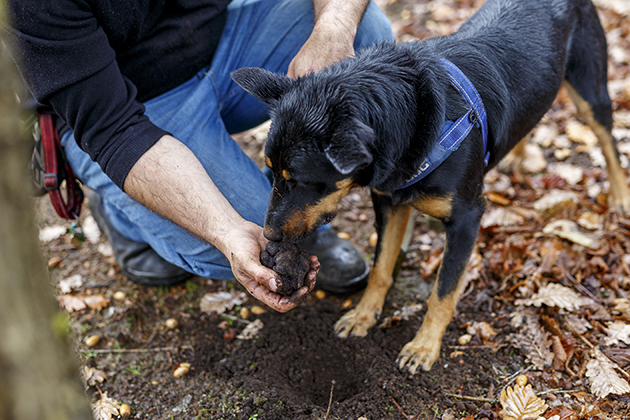 Truffle dog with a truffle