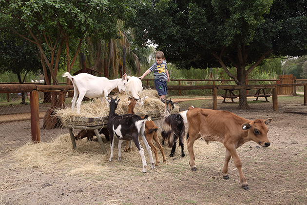 Young kid with farm animals
