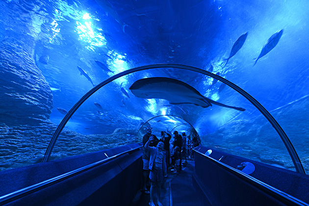 People walking in underwater tunnel