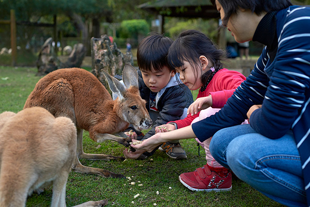 Kids feeding a kangaroo