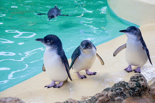 Little penguins