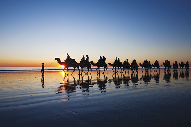 Image of camels on the beach
