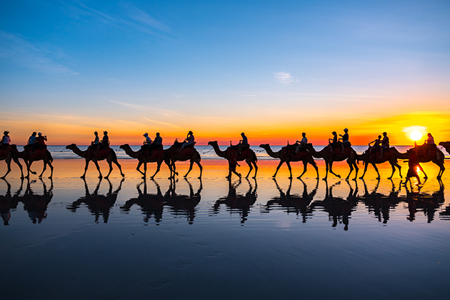 Image of camels on the beach