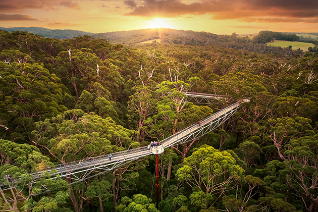 Image of a treetop walk