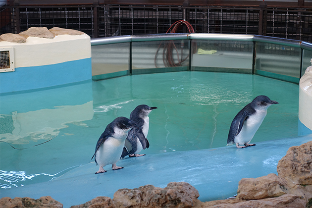 Image of three penguins