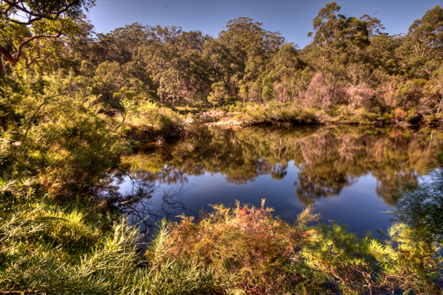 Natural pool surrounded by trees