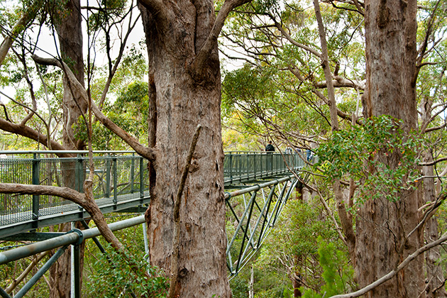 Person walking on steel walking platform amongst trees