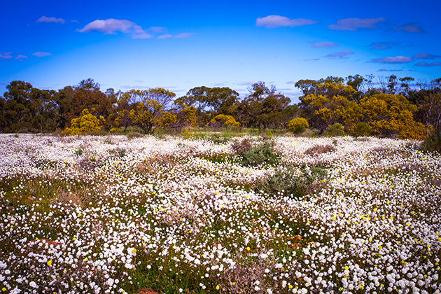 Field of wildflowers