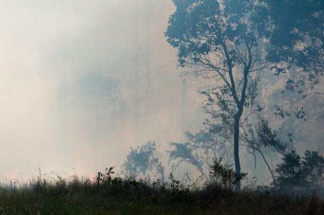 Undergrowth fire in eucalypt forest with dense smoke