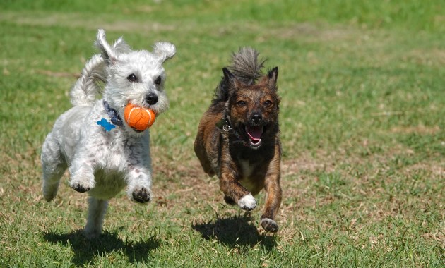 Two puppies playing outside on lawn