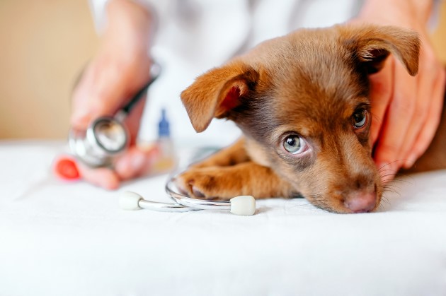 Puppy being gently held by vet for examination