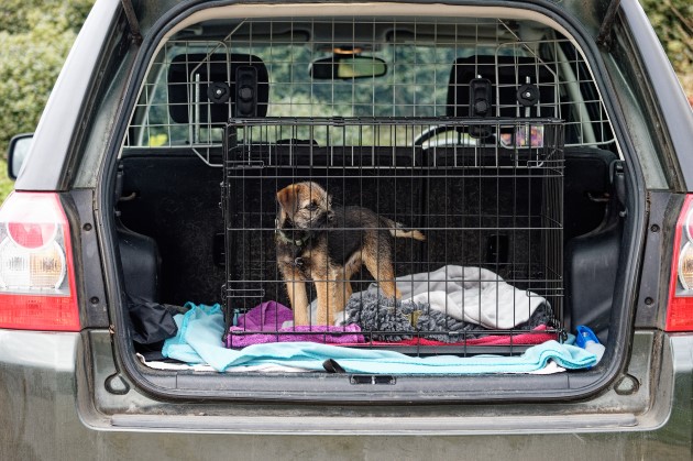 Puppy in wire crate boot of SUV