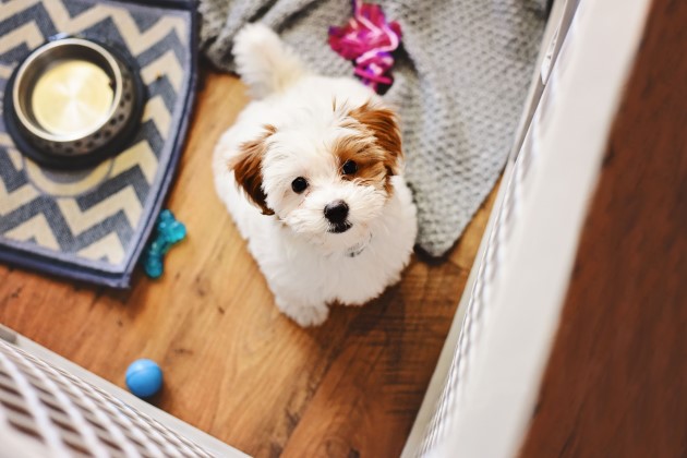 Puppy in crate at home looking up