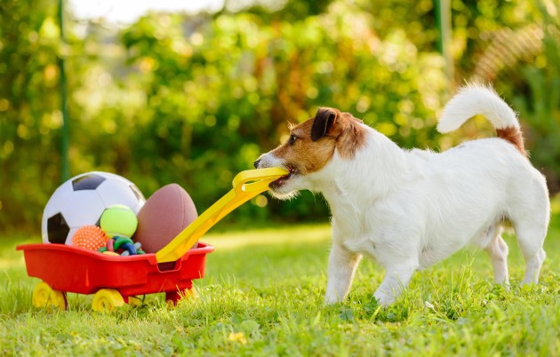 Puppy playing in backyard pulling a trolley of toys