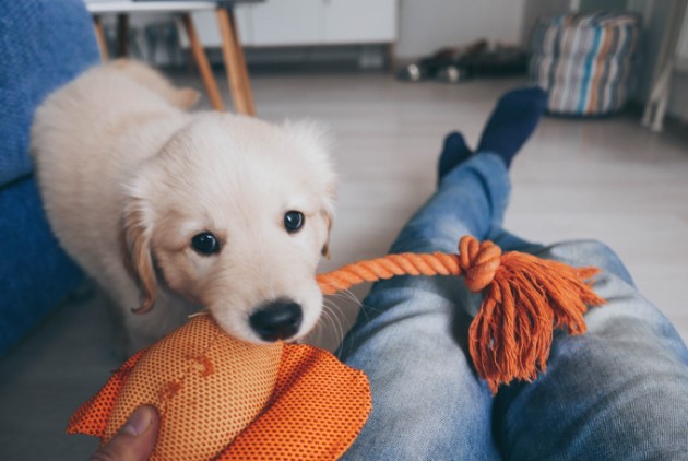 Puppy on couch with owner playing with orange chew toy