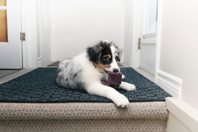 Puppy in hallway of home with sock in its mouth