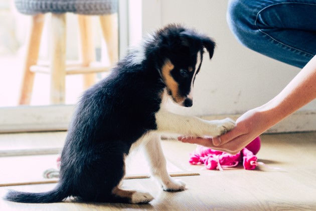 Puppy with paw in owner’s hand doing puppy training