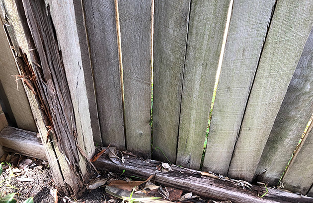 An old wooden fence with severe termite damage