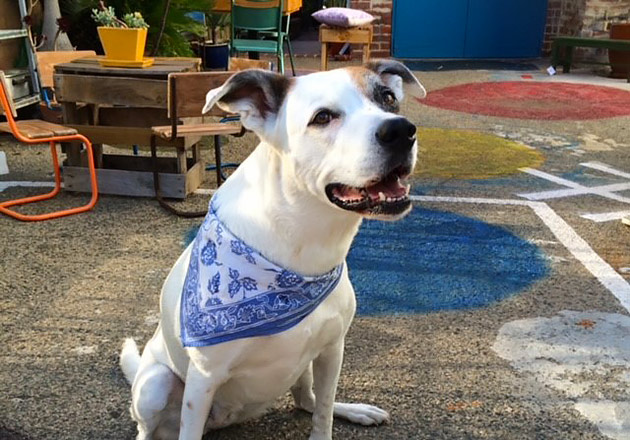 A white dog sitting near cafe tables and chairs