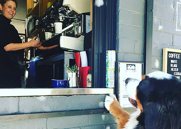 A large dog leaning against an open window where a woman in making coffee