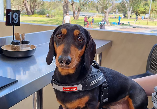A dog sitting on someone's lap at a cafe table with a park in the background