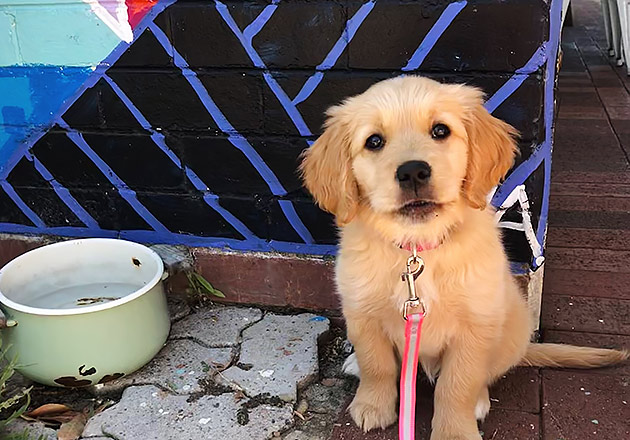 A puppy sitting near a water bowl at Holly Rayes Cafe